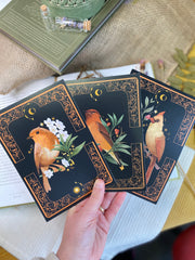 A Set of Bird Post Cards / Art Prints