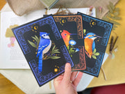 A Set of Bird Post Cards / Art Prints
