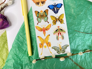 Clear Butterfly Moths Sticker Sheet